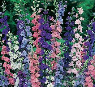 Larkspurs